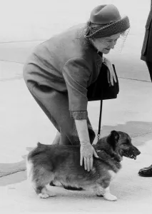 Queen Mother, May 1983 At Airport for her stay at Balmoral With her Corgi Queen Mother, May 1983 At Airport for her stay at Balmoral With her Corgi
