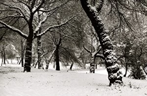 Images Dated 11th December 1981: Queens Park Manchester Weather - Winter snow trees tree