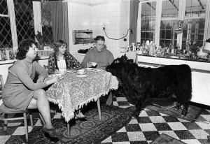 Not quite a bull in a China shop. Titch joins Mrs. Jean Haddock (left) Not quite a bull in a China shop. Titch joins Mrs. Jean Haddock (left)