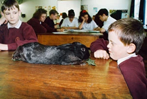 Images Dated 22nd October 1992: This rabbit was found hopping around the caretakers garden at Eston Park School
