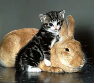 Rabbit mothers a kitten June 1974 27/06/1974 Rabbit mothers a kitten June 1974 27/06/1974
