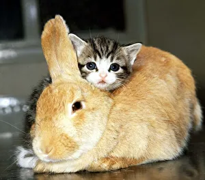 Rabbit mothers a kitten June 1974 A©Mirrorpix Rabbit mothers a kitten June 1974 A©Mirrorpix