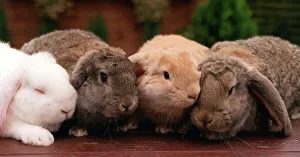 Rabbit Rabbits French Lop Eared Baby Rabbits at six weeks Rabbit Rabbits French Lop Eared Baby Rabbits at six weeks