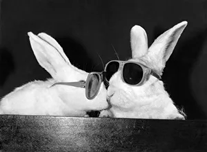Rabbits- thats what the film director wanted when he had to produce a TV commercial for Rabbits- thats what the film director wanted when he had to produce a TV commercial for