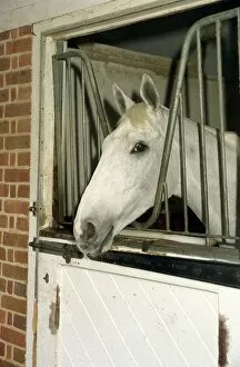 Images Dated 10th March 1989: Racing Legend Desert Orchid in his stable a week before winning the Cheltenham Gold Cup