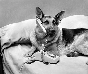 Images Dated 5th September 1970: Radar, the Alsatian seen here answering the telephone will be one of the many guest stars