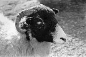 Images Dated 24th October 1982: Ram on the Yorkshire Dales, Sunday 24th October 1982