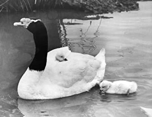00047 Gallery: These rare black necked swan cygnets have to take turns rinding on mums back