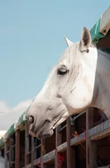 Rare horses which will be appearing at the Newcastle Arena. 2nd May 1997 Rare horses which will be appearing at the Newcastle Arena. 2nd May 1997