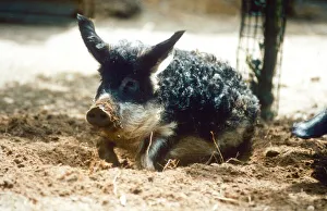Rare Hungarian pig playing in the dirt at Banham Zoo, Norfolk August 1995 Rare Hungarian pig playing in the dirt at Banham Zoo, Norfolk August 1995