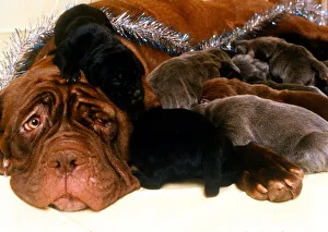 Rare Neopolita Mastiff Puppies and Mother - December 1994 *** Local Caption Rare Neopolita Mastiff Puppies and Mother - December 1994 *** Local Caption