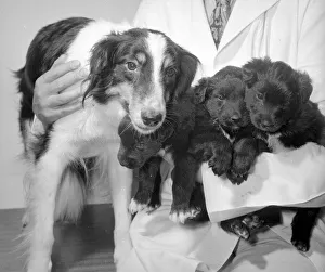 A rare trio of puppies just three weeks old, born from a test tube as a result of A rare trio of puppies just three weeks old, born from a test tube as a result of