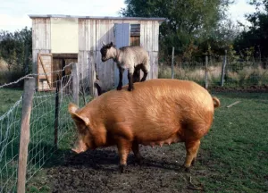 Rascal the Pygmy Goat hitching a ride on Harriet the Pig Roger Fox' Rascal the Pygmy Goat hitching a ride on Harriet the Pig Roger Fox'