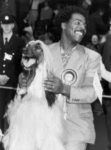 The Real Thing lead singer Chris Amoo seen here shortly after his Afghan hound Viscount The Real Thing lead singer Chris Amoo seen here shortly after his Afghan hound Viscount