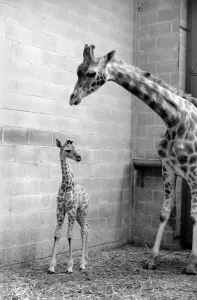Rebecca seen here with her mother Jezebel at Chessington Zoo Rebecca seen here with her mother Jezebel at Chessington Zoo