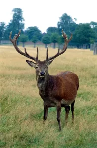 Images Dated 1st September 1979: Red deer out in the fields September 1979
