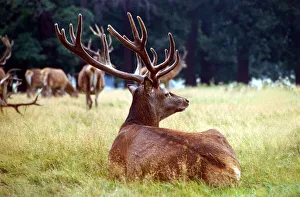 Images Dated 1st September 1979: Red Deer lying down in the grass out in the fields September 1979