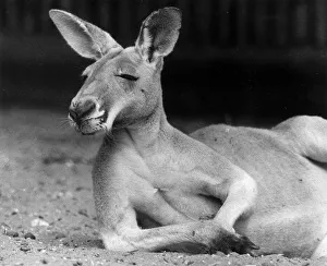 Bill the red Kangaroo at London Zoo lays on his side and rests on his elbow Bill the red Kangaroo at London Zoo lays on his side and rests on his elbow
