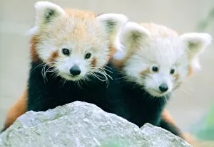Images Dated 5th November 1997: Red Panda cubs at Bristol Zoo Two cubs out exploring their enclosure November 1997