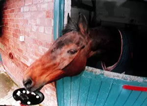 Images Dated 6th November 1995: Red Rum with his favourite titbit Polo mints