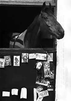 Red Rum back home in his stable after winning the Grand National for the third time Red Rum back home in his stable after winning the Grand National for the third time