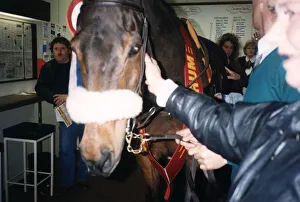 Red Rum makes a personal appearance at Surrey Racing Bookmakers in Woking Surrey in March Red Rum makes a personal appearance at Surrey Racing Bookmakers in Woking Surrey in March