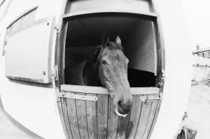Grand National Gallery: Red Rum, pictured in his stable in 1988. Red Rum