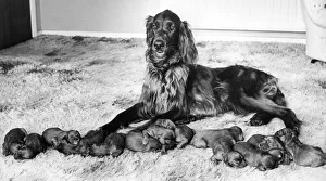 A Red Setter with a large litter of puppies A Red Setter with a large litter of puppies