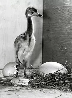 Images Dated 21st August 1982: Rhea chick, a rare type of Ostrich at Birdworld, Surrey