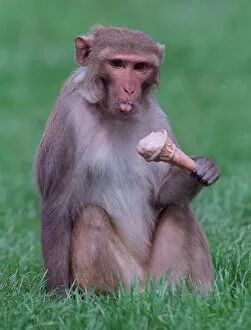 Images Dated 1st January 1996: A Rhesus monkey caught eating an ice cream cone at Blair Drummond Safari Park circa