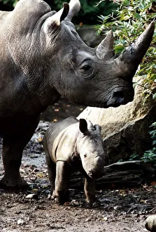 Rhino adult and baby rhino in the wild circa 1994 Rhino adult and baby rhino in the wild circa 1994