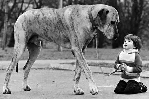 00150 Gallery: Richard Donovan and Dansas the Great Dane dog 1980