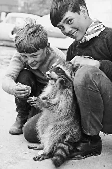 Ricky the racoon is tempted by Graham and Brian Clews at Grandborough farm Southam Ricky the racoon is tempted by Graham and Brian Clews at Grandborough farm Southam