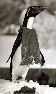 Images Dated 11th December 1981: Rocky the Penguin wraps up warm with a scarf Penguin wearing a scarf - December