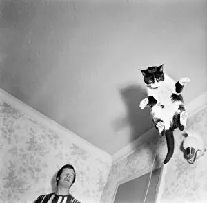 Images Dated 4th October 1970: Roger the troublesome cat burglar: Roger cases a job- jumps up upon the door