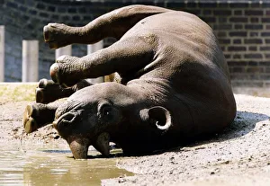 Roll Over rhino one inmate of London Zoo circa 1992 Roll Over rhino one inmate of London Zoo circa 1992