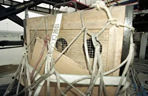 Roque the Tiger arrives in the UK on his way to the Born Free Sanctuary in Headcorn Kent Roque the Tiger arrives in the UK on his way to the Born Free Sanctuary in Headcorn Kent