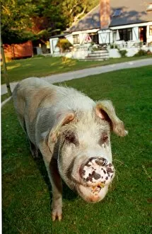 Images Dated 11th September 1991: Rosie the pig who roams the New Forest in Hampshire September 1991 A©Mirrorpix