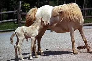 Royal cream pony called Hope playing with her seven day old foal at Blackpool Zoo June