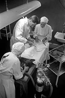 RSPCA Hospital. A dog undergoes an emergency operation. December 1948 O16091-004 RSPCA Hospital. A dog undergoes an emergency operation. December 1948 O16091-004