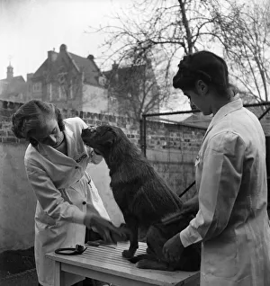 RSPCA Hospital. Vet check on a dog one of the patients at the hospital RSPCA Hospital. Vet check on a dog one of the patients at the hospital