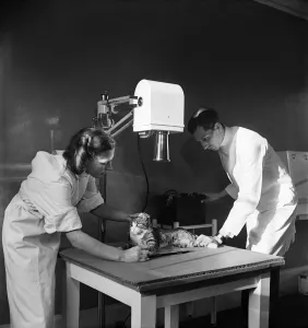RSPCA Hospital. Vets take an x-ray of an injured cat RSPCA Hospital. Vets take an x-ray of an injured cat