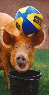 Ruby the Tamworth pig enjoying a bit of football