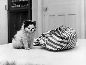 Ruffles the abandoned kitten with the bag that was his home for three days Ruffles the abandoned kitten with the bag that was his home for three days