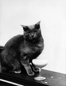 Russ. Britain's Wealthiest Self-Made Cat: Just about the only mundane thing about Russ. Britain's Wealthiest Self-Made Cat: Just about the only mundane thing about