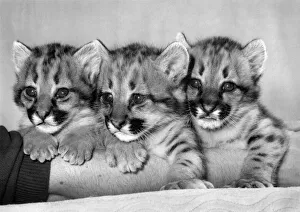 00068 Gallery: Safe Among the Tigers: These baby pumas probably wouldn t survive long in the wild