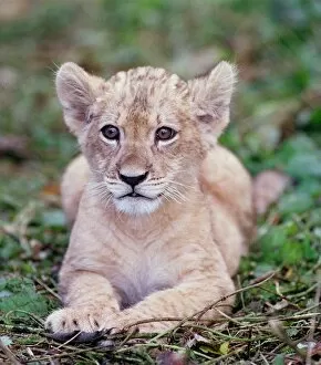 Images Dated 26th October 1999: Saffiya a three-month-old Barbary Lion cub born at Port Lympne zoo in Kent