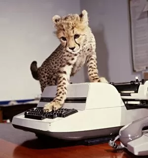 Saki the cheetah cub trying to use a typewriter at Marwell Zoo February 1987