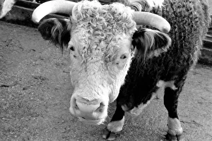 Sale of Lord Avon's cattle at Manor farm near Salisbury, Wiltshire Sale of Lord Avon's cattle at Manor farm near Salisbury, Wiltshire
