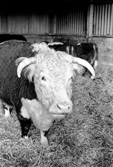 Sale of Lord Avon's cattle at Manor farm near Salisbury, Wiltshire Sale of Lord Avon's cattle at Manor farm near Salisbury, Wiltshire